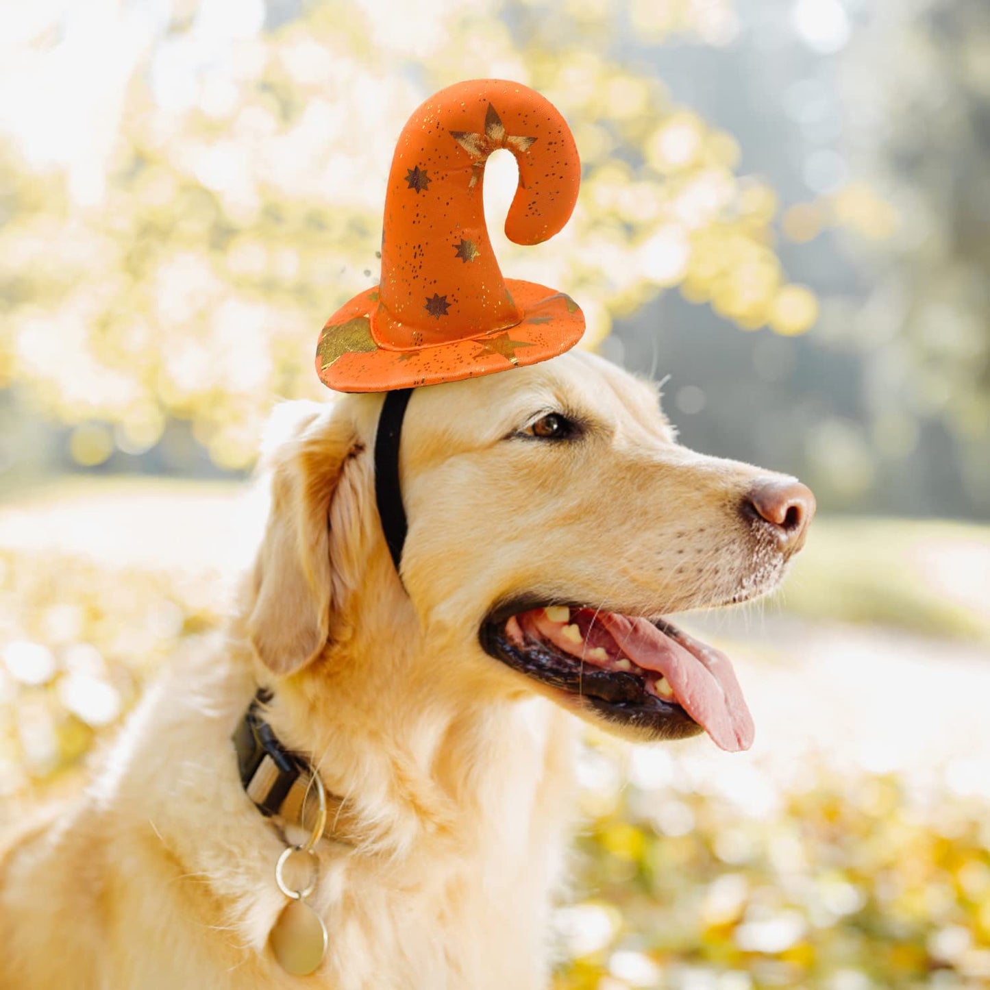 Dog Bandana and Witches Hat-DogsTailCircle