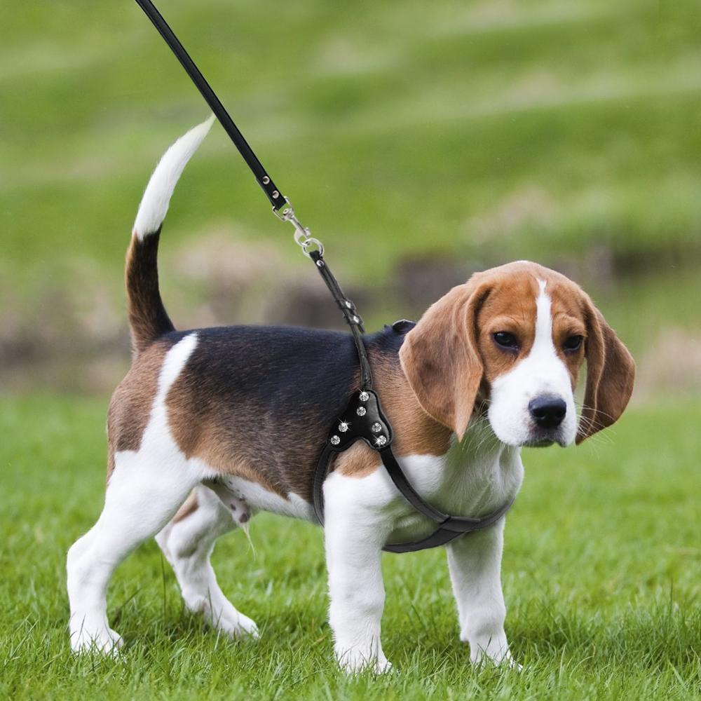 Sturdy Adjustable Rhinestone Dog Harness With Leash-DogsTailCircle