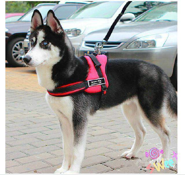 Adjustable Extra comfort Dog Harness-DogsTailCircle