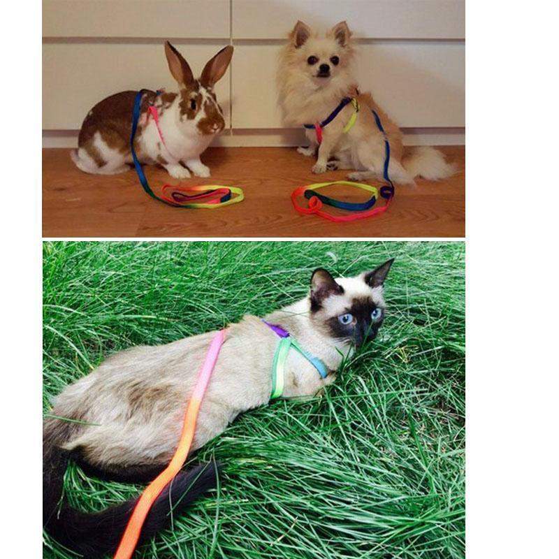 Adjustable Small Pet Dog Rainbow Collar and Leash-DogsTailCircle