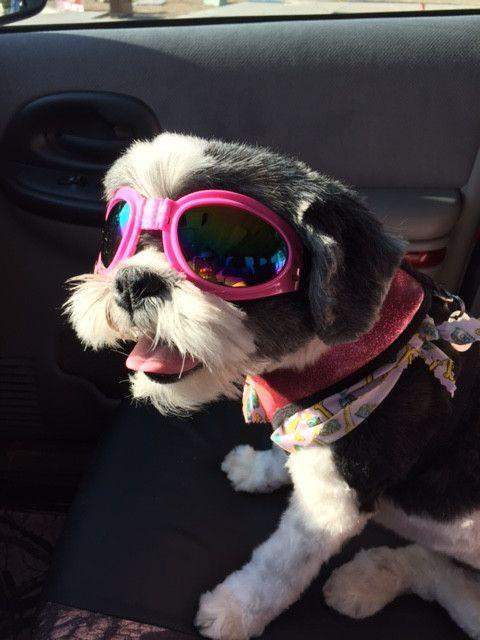 Foldable Dog UV Protection Sunglasses-DogsTailCircle