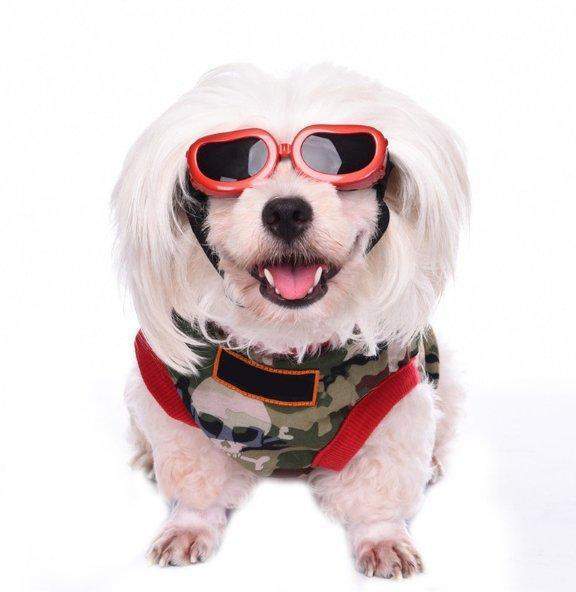 Newest Dog UV Protection Goggles Sunglasses For Small Dogs-DogsTailCircle