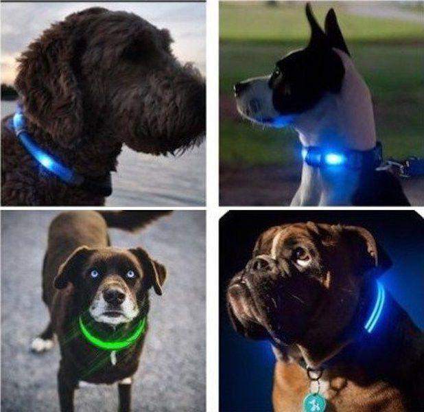 Night Safety LED Light Dog Collar-DogsTailCircle