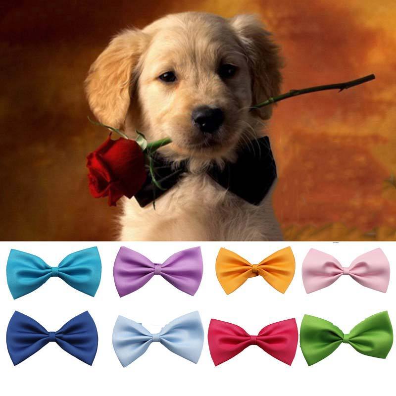 Party Dog Bowtie-DogsTailCircle