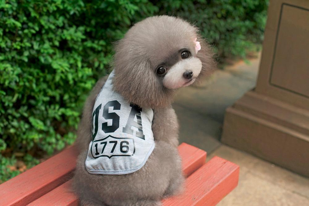 USA Style Dog Vest-DogsTailCircle