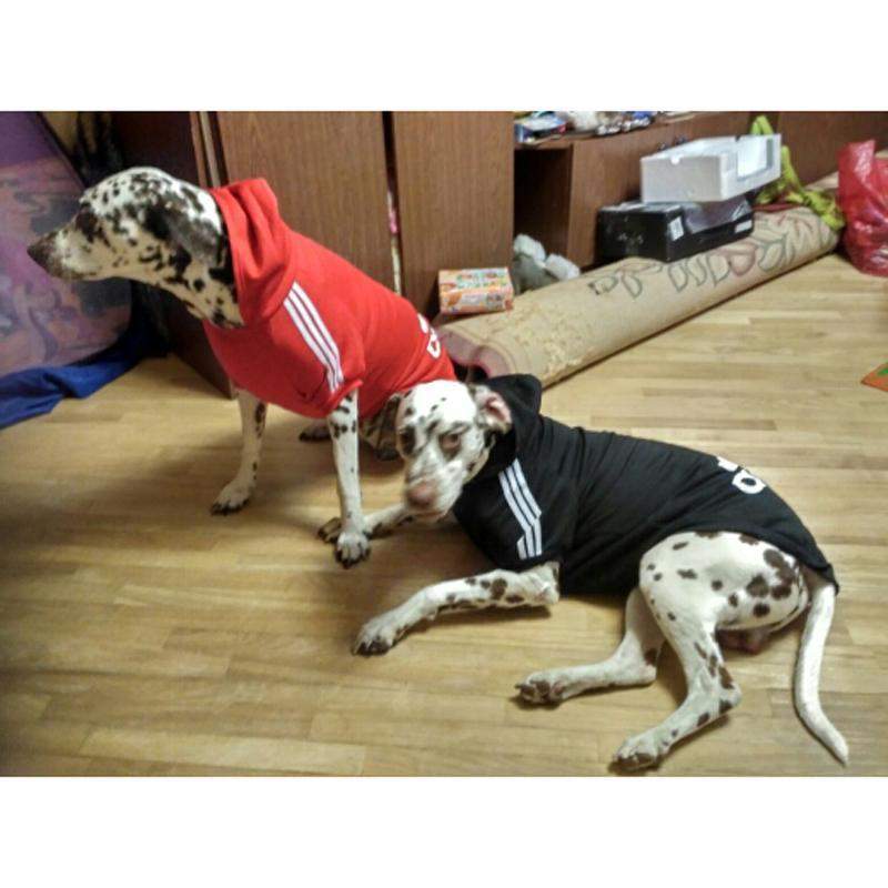 Warm Medium Big Dog Sports Hoodie-DogsTailCircle