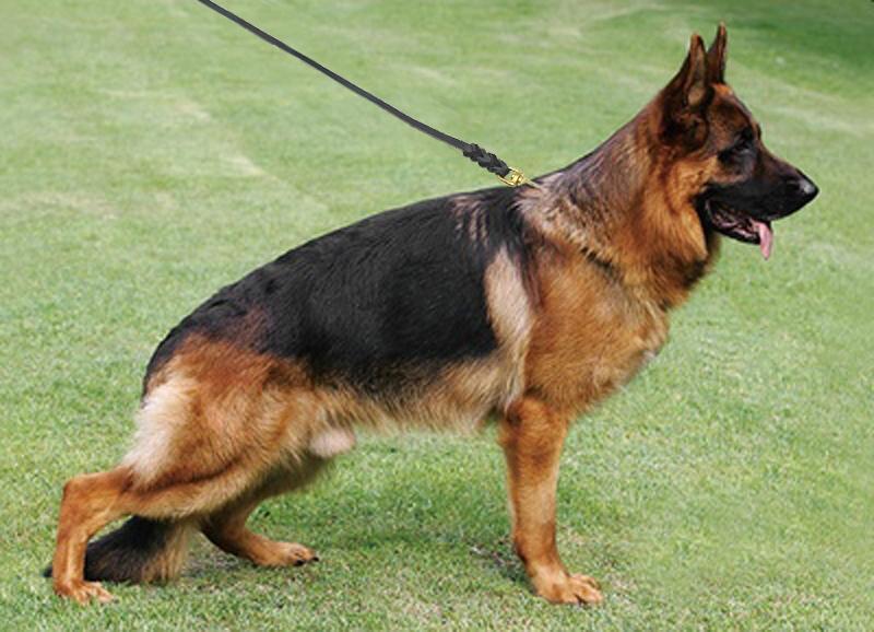 Braided Real Leather K9 Dog Leash - German Shepherd-DogsTailCircle