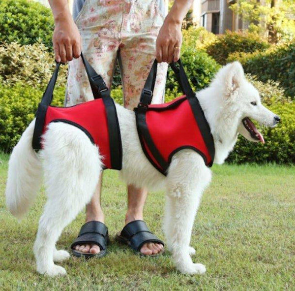 Front and 2024 rear dog harness